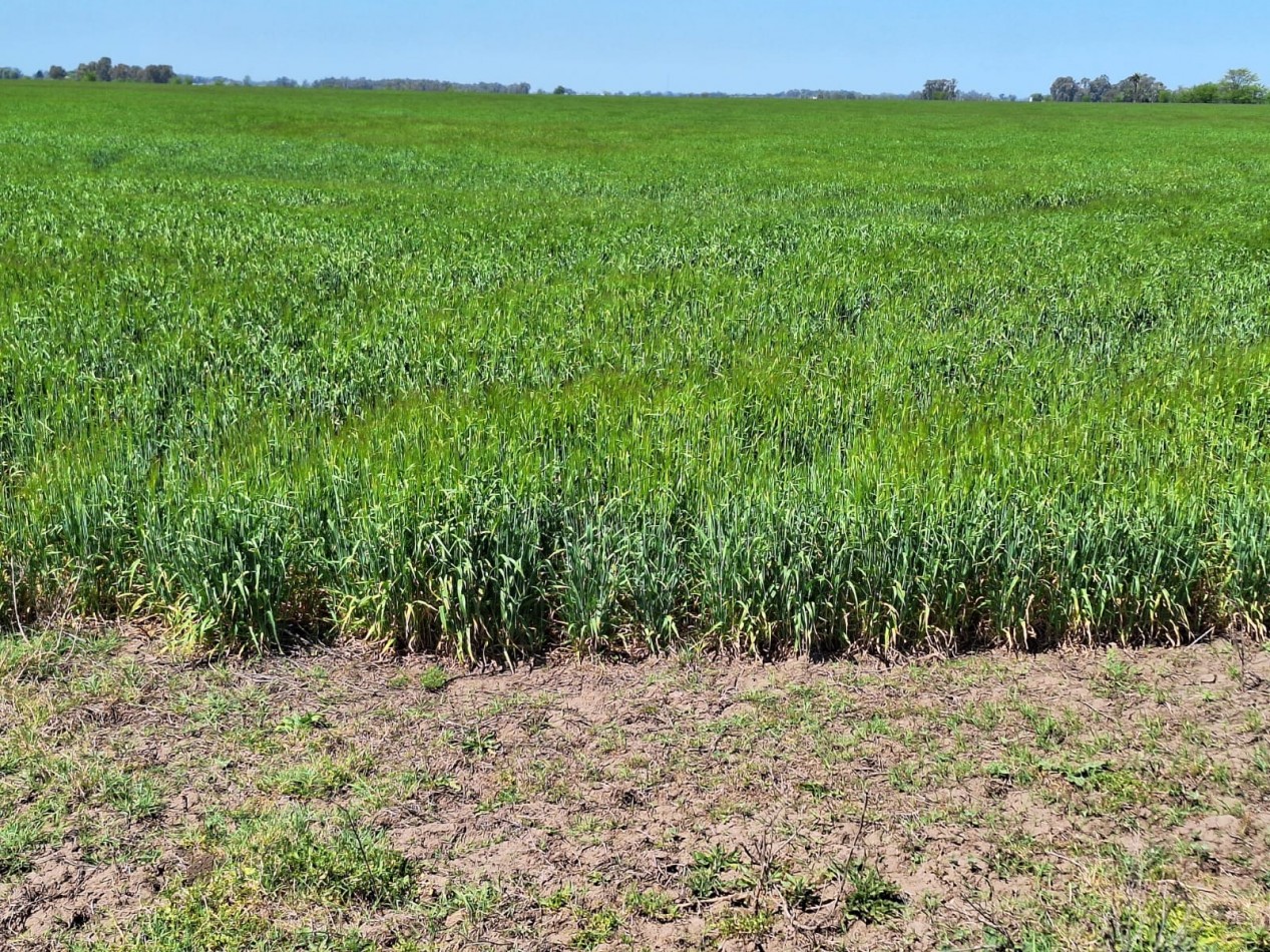 campo agricola